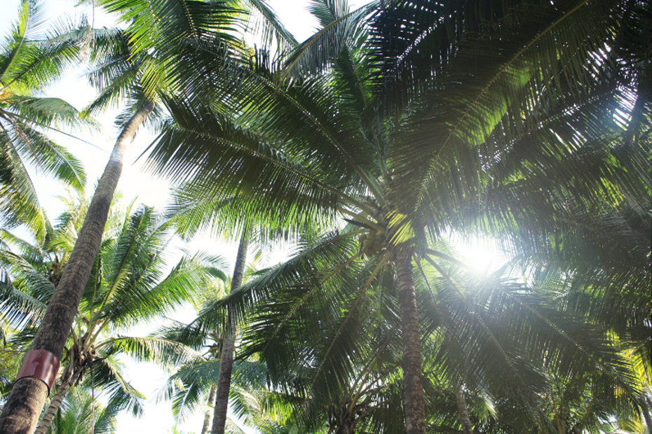 palmetræ