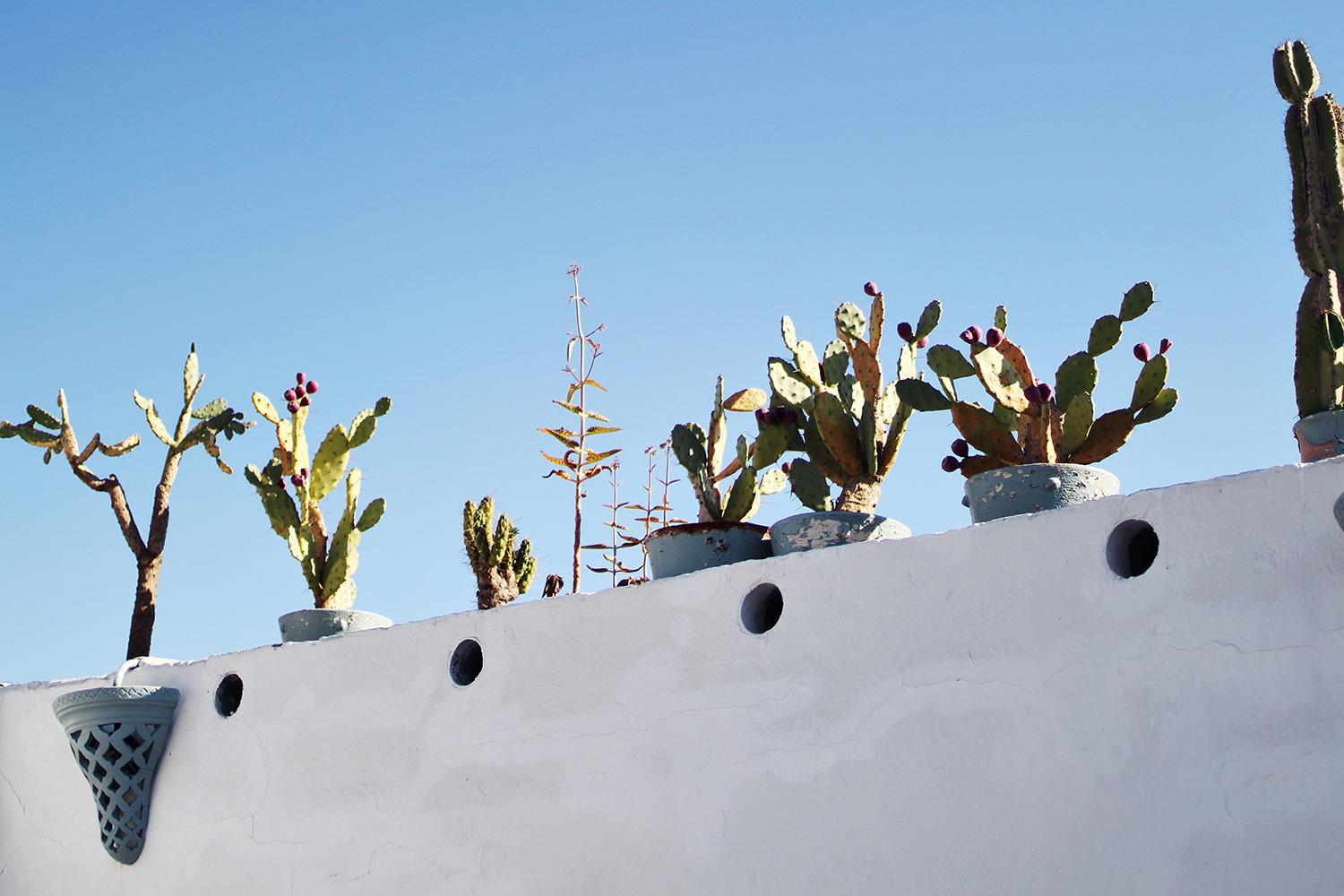 cactus-plants