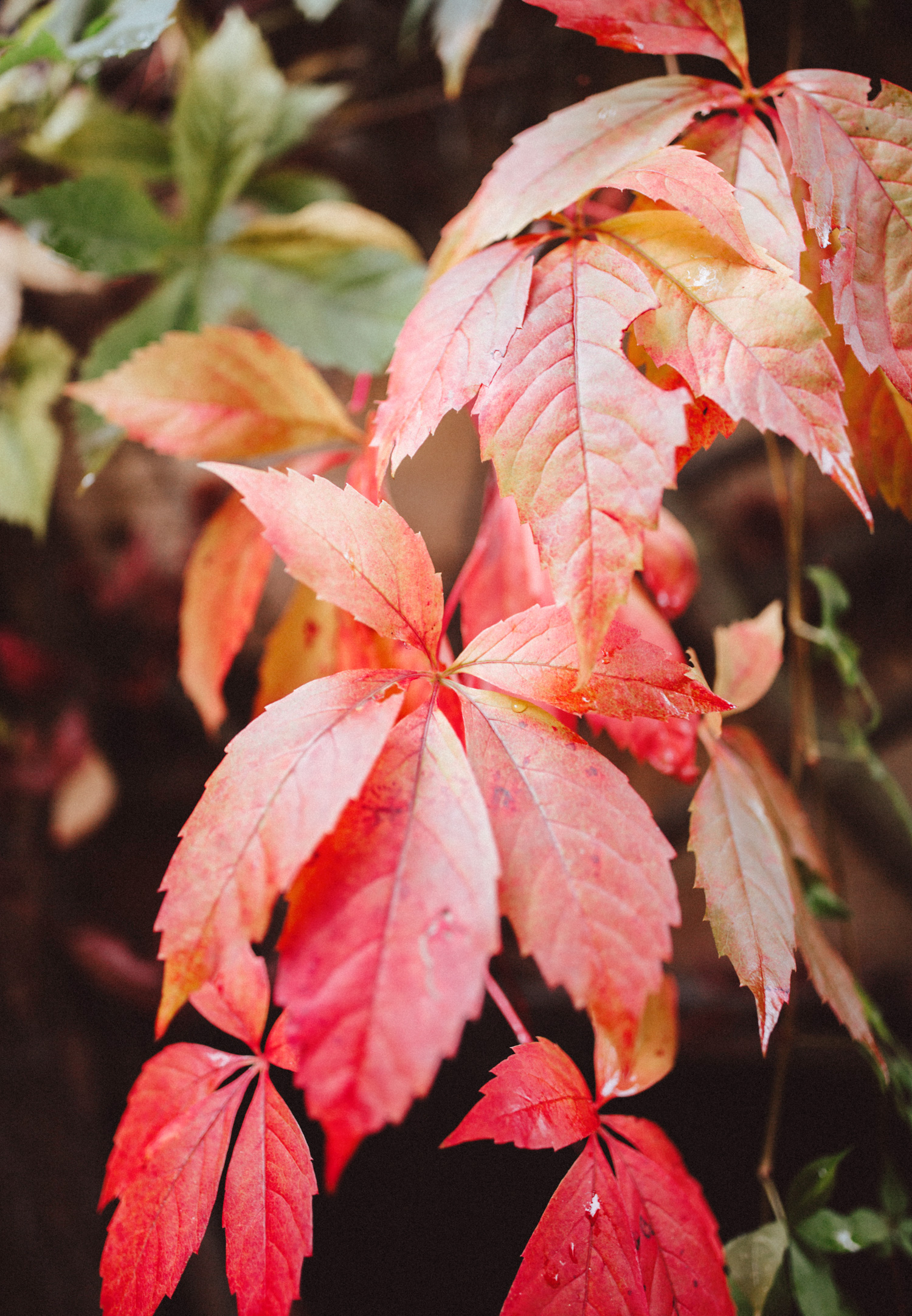 fall-leaf